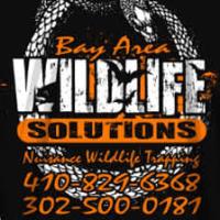 Bay Area Wildlife Solutions image 4